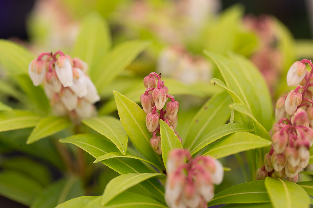 Lily of the Valley Shrub Flowers