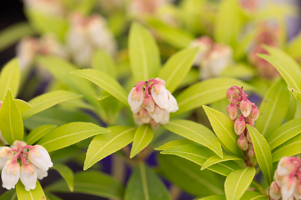 Pieris Japonica Forest Flame Flowers