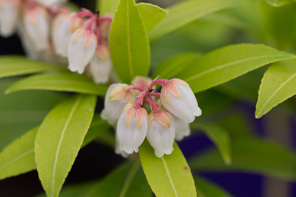 Lily of the Valley Shrub Flower Heads