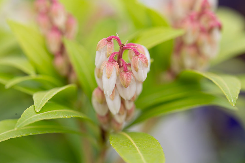 Flowers on Pieris Japonica Forest Flame Lily of the Valley Shrub