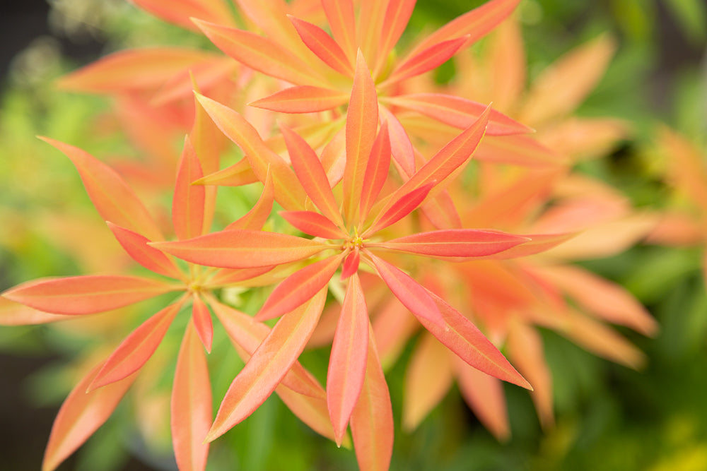 Forest Flame Leaves on Lily of the Valley Shrub