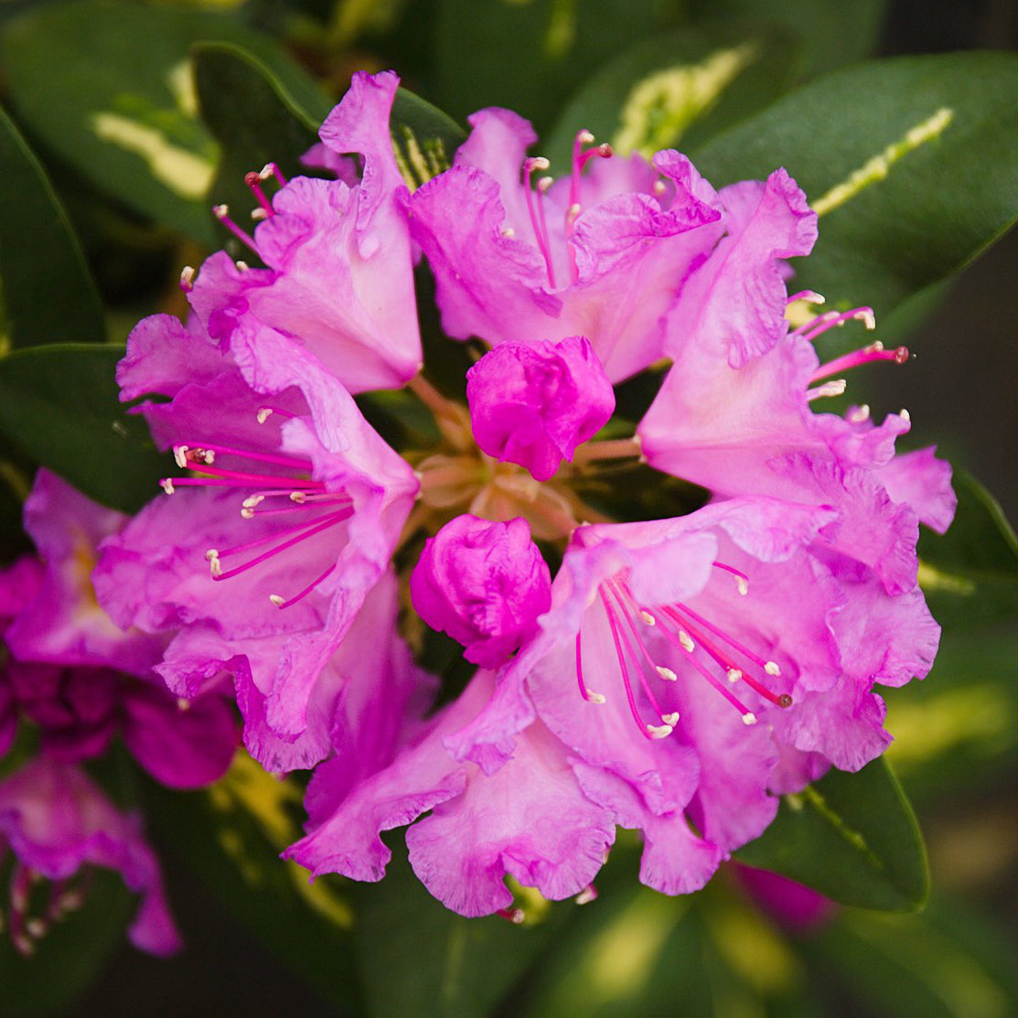 Rhododendron hybrid ‘Goldflimmer’