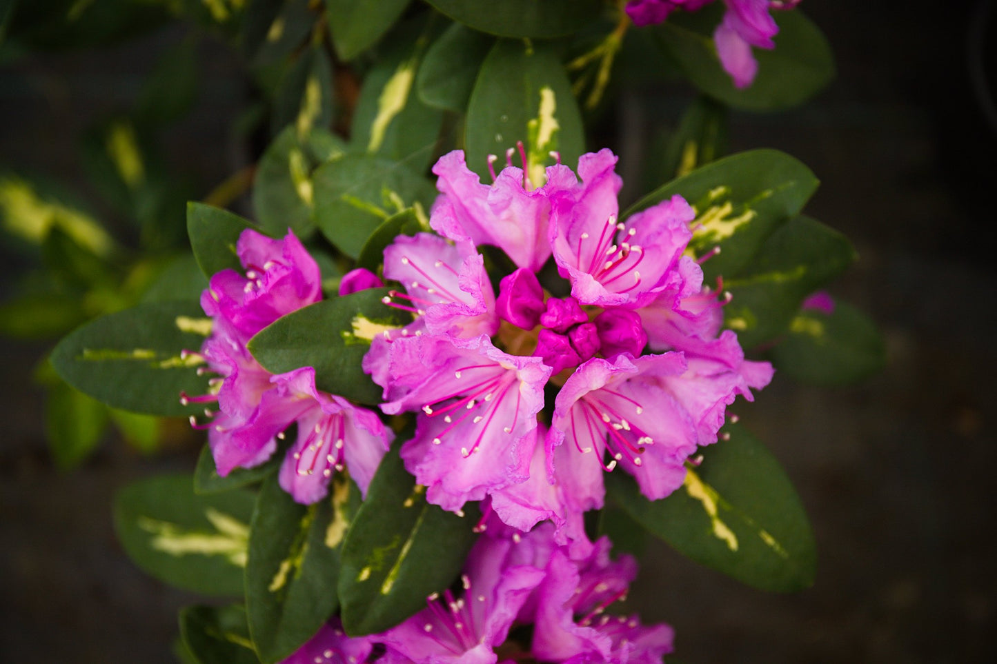 Rhododendron hybrid ‘Goldflimmer’