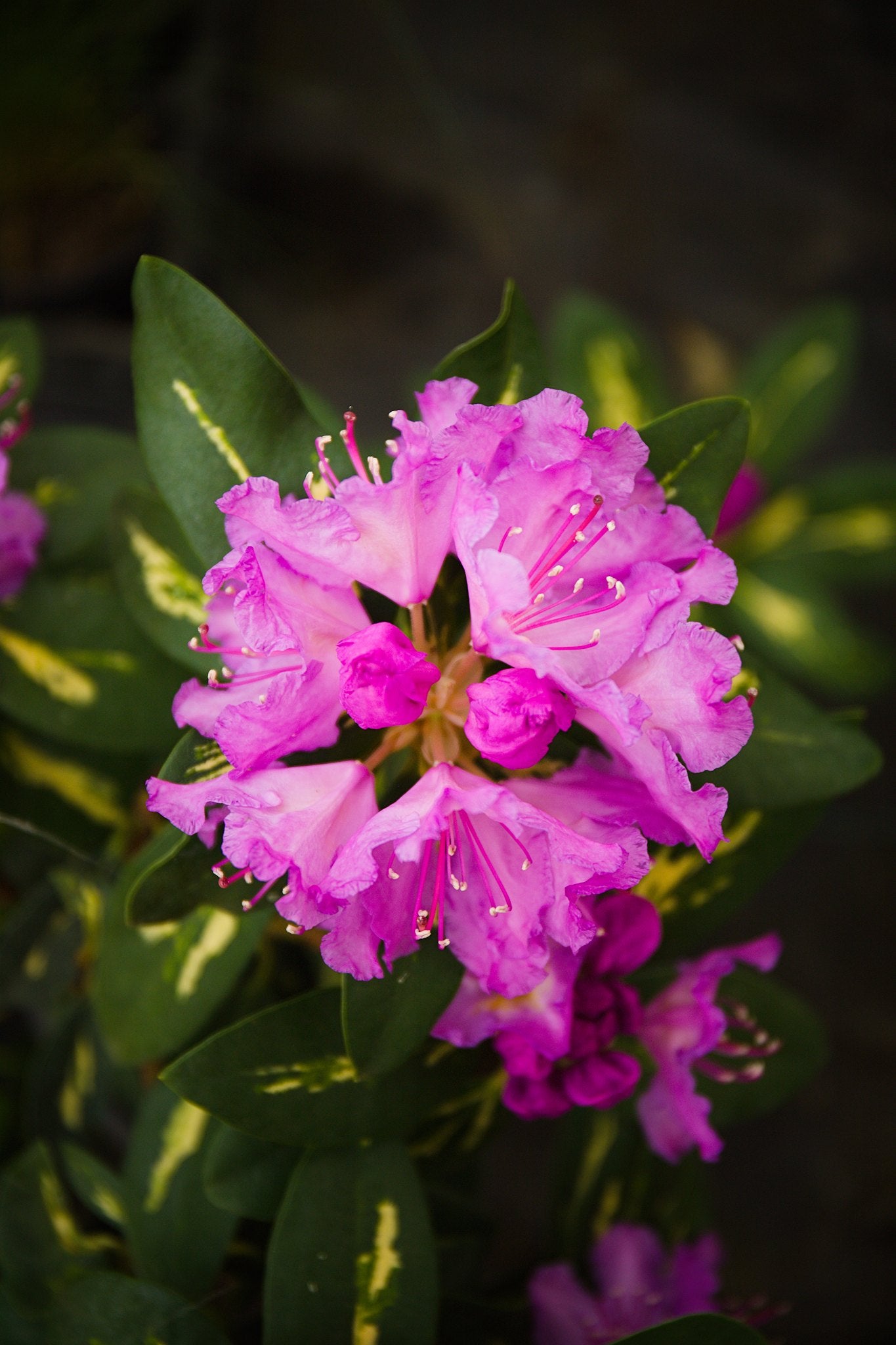Rhododendron hybrid ‘Goldflimmer’
