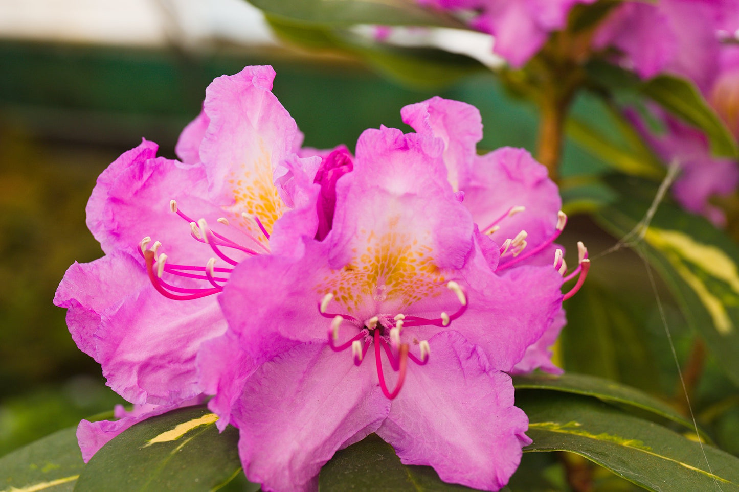 Rhododendron hybrid ‘Goldflimmer’