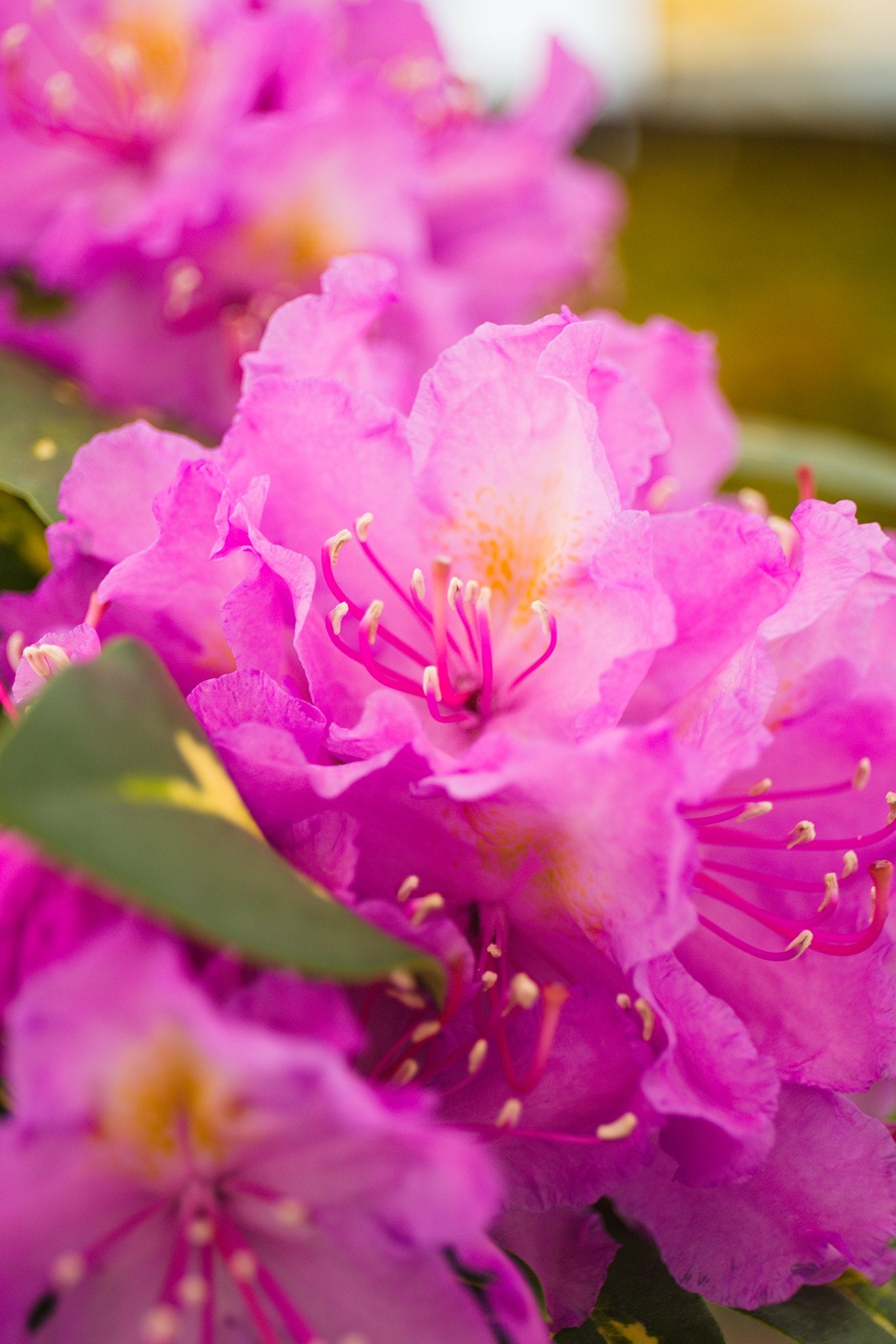 Rhododendron hybrid ‘Goldflimmer’