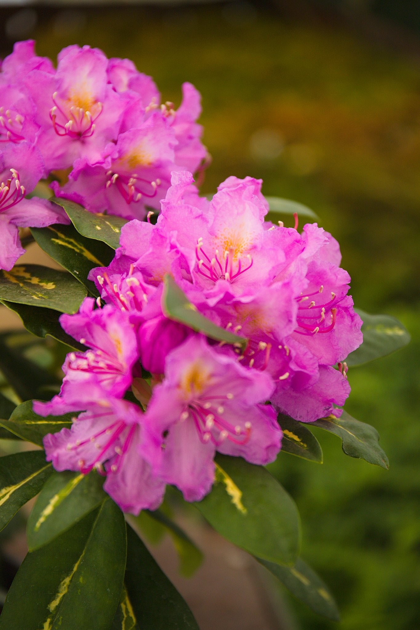 Rhododendron hybrid ‘Goldflimmer’
