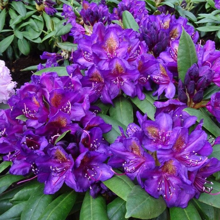 Rhododendron Marcel Menard Flowers