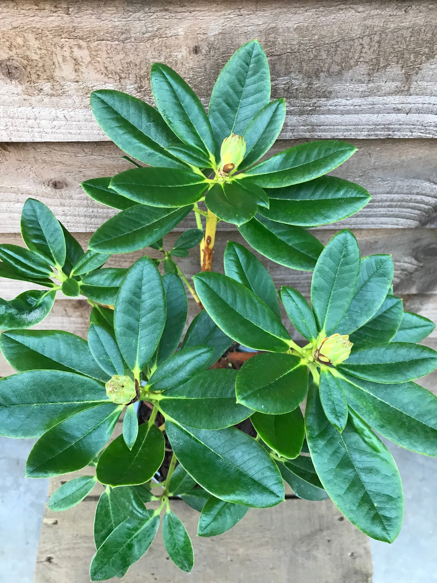 Green Leaves on Rhododendron Nancy Evans Plant