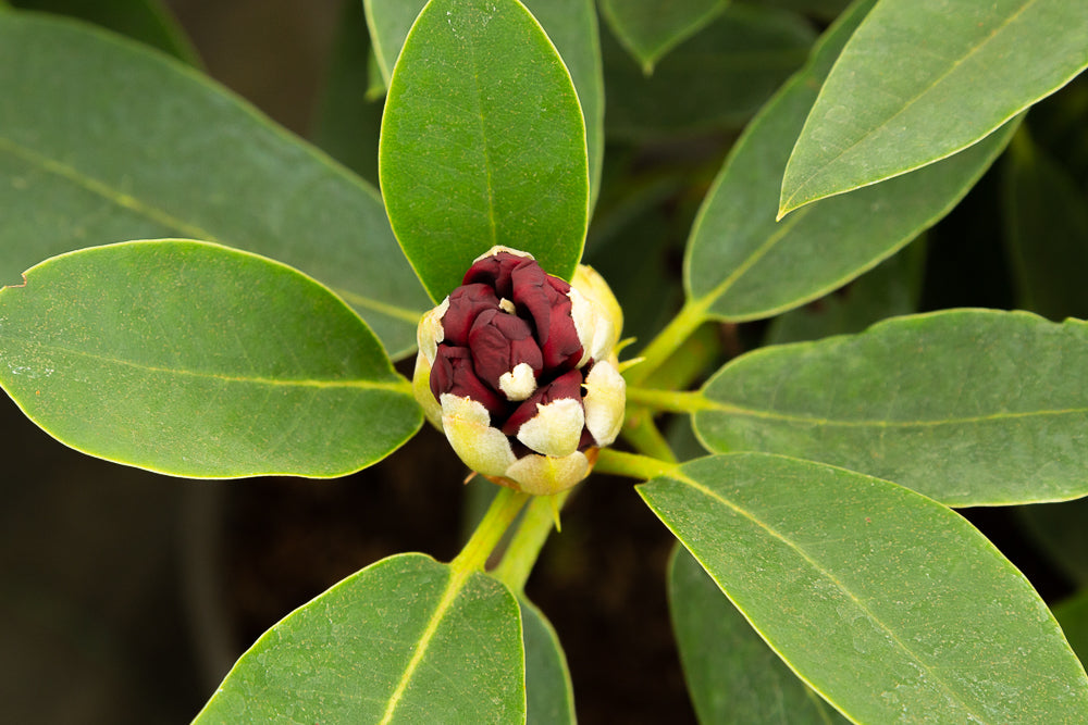 Black magic rhododendron hybrid