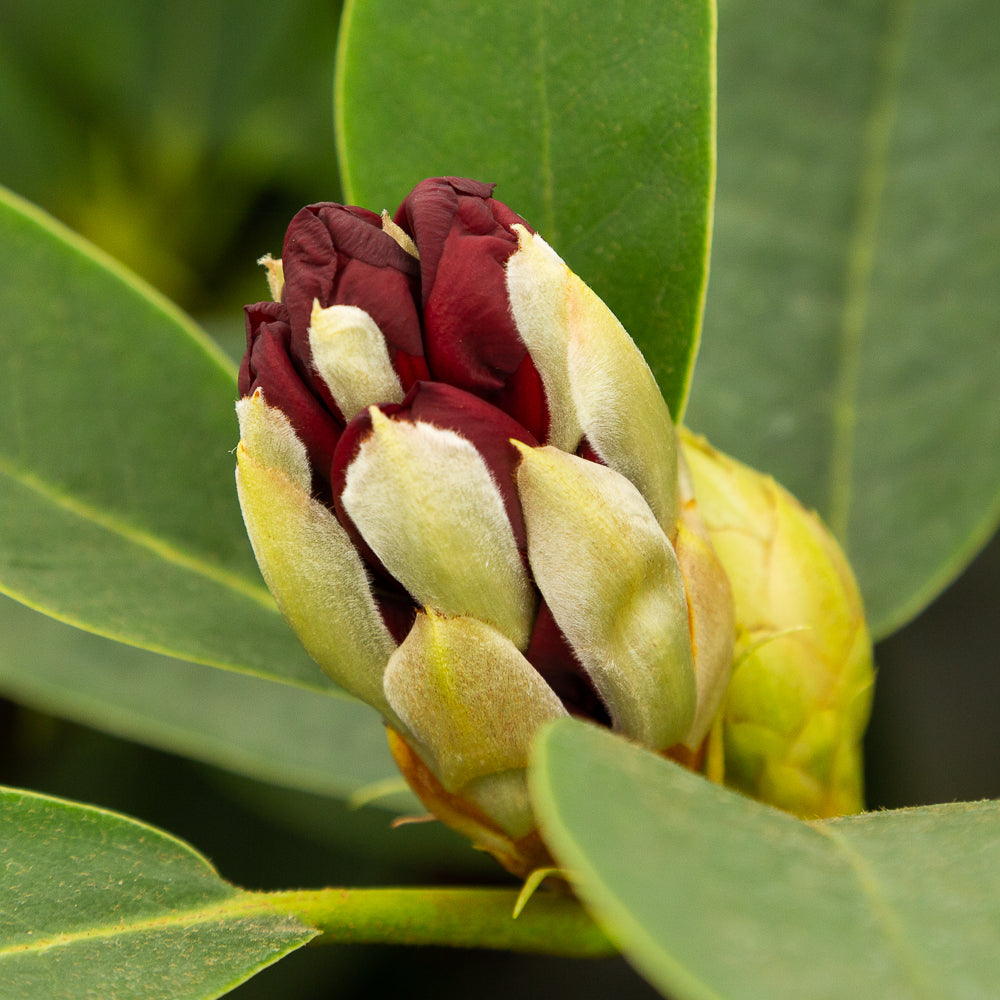 Rhododendron hybrid black magic flower
