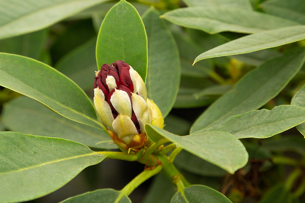 budding rhododendron hybrid ‘Black Magic’