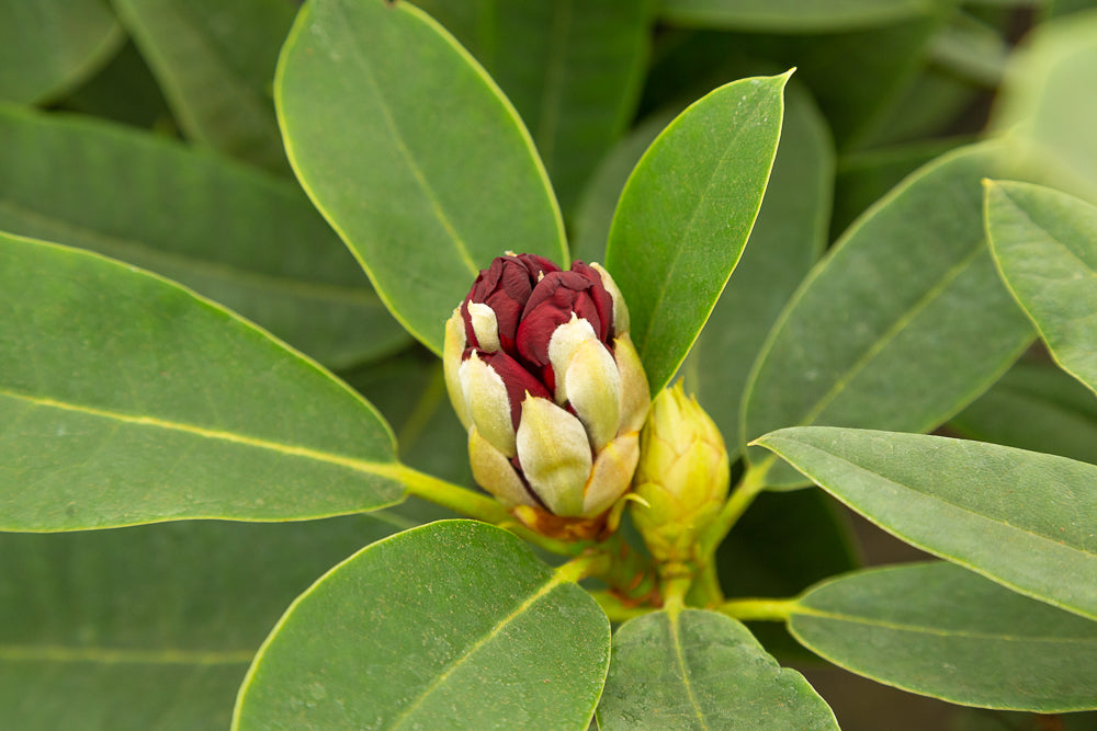 Bud and leaves on rhododendron hybrid ‘Black Magic’