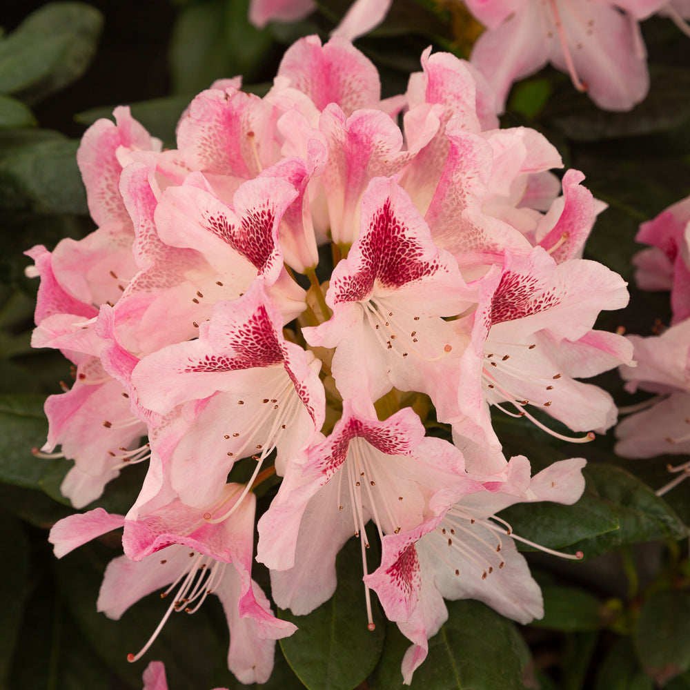 Pink rhododendron hybrid ‘Cosmopolitan’ flowers