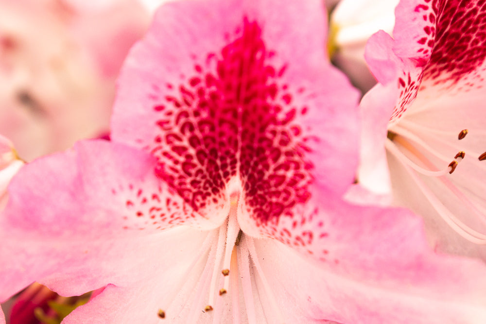 Rhododendron hybrid ‘Cosmopolitan’ petal detailing