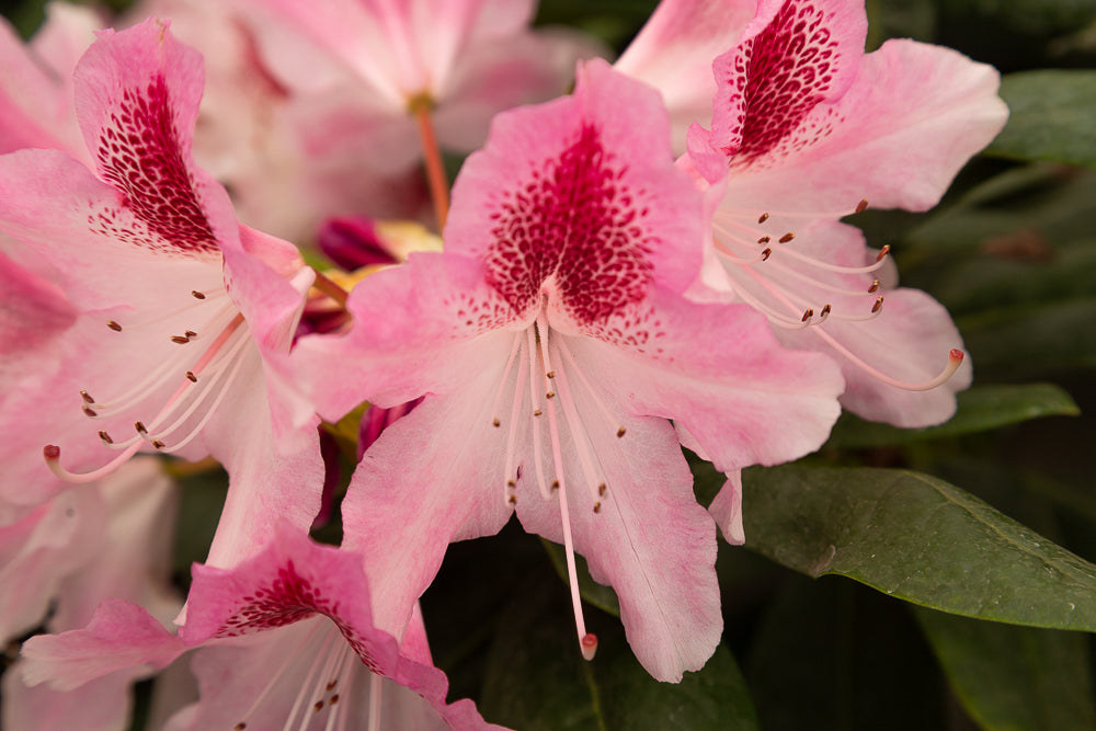 Flowers on pink rhododendron hybrid ‘Cosmopolitan’