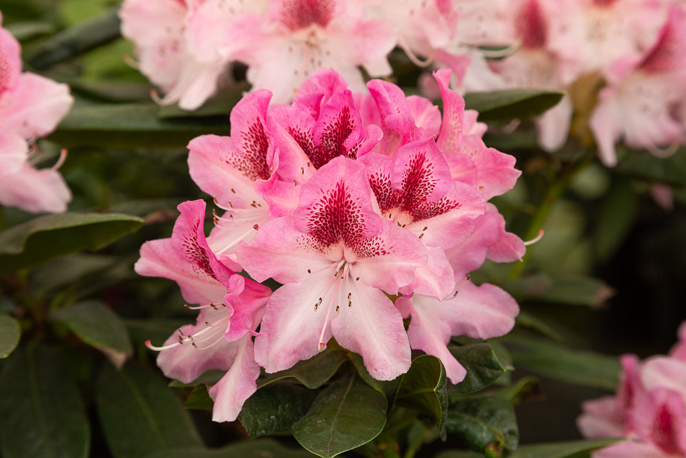 Head of Rhododendron hybrid ‘Cosmopolitan’