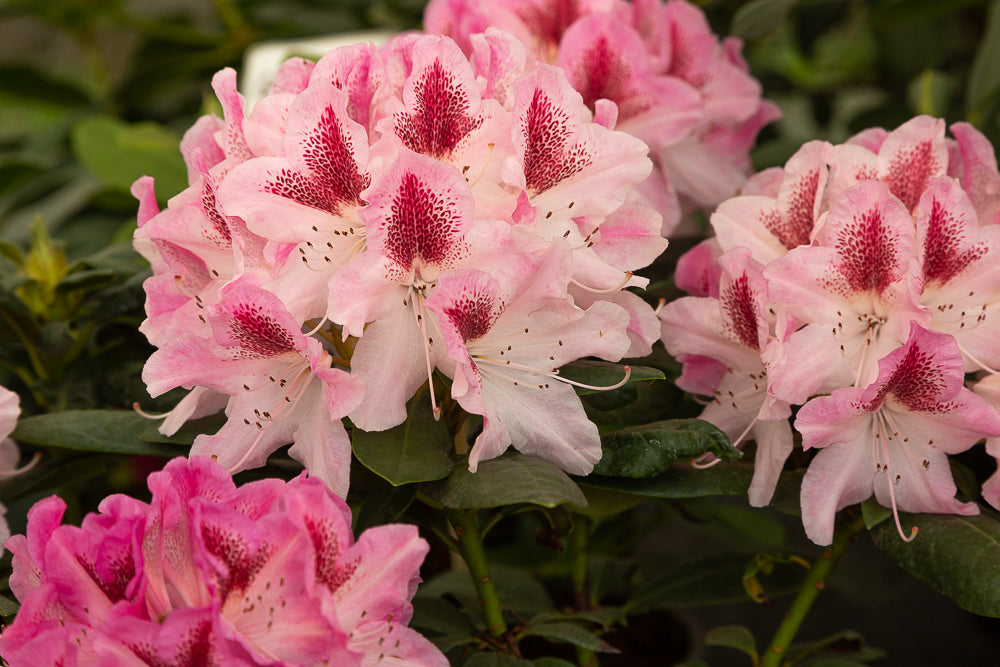 flowers on pink rhododendron cosmopolitan plant