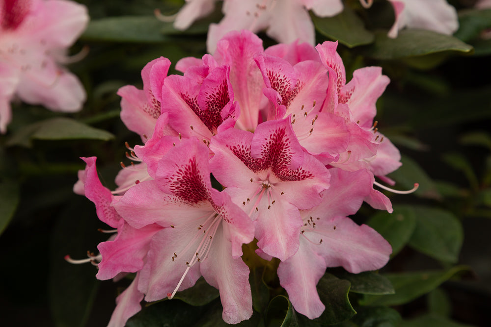 Rhododendron hybrid ‘Cosmopolitan’ flower heads