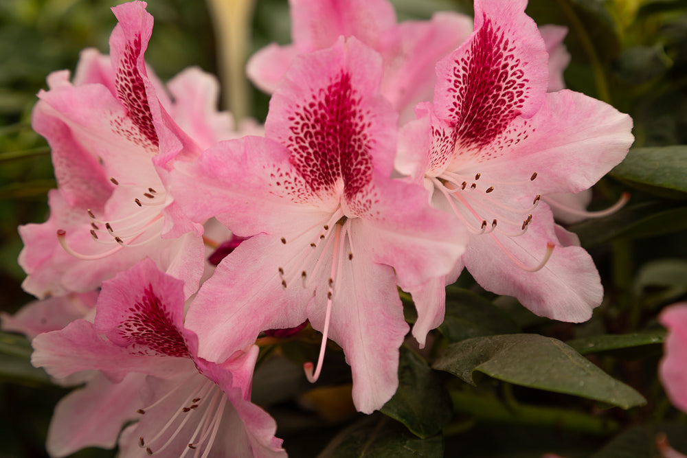 Rhododendron hybrid ‘Cosmopolitan’ flowers