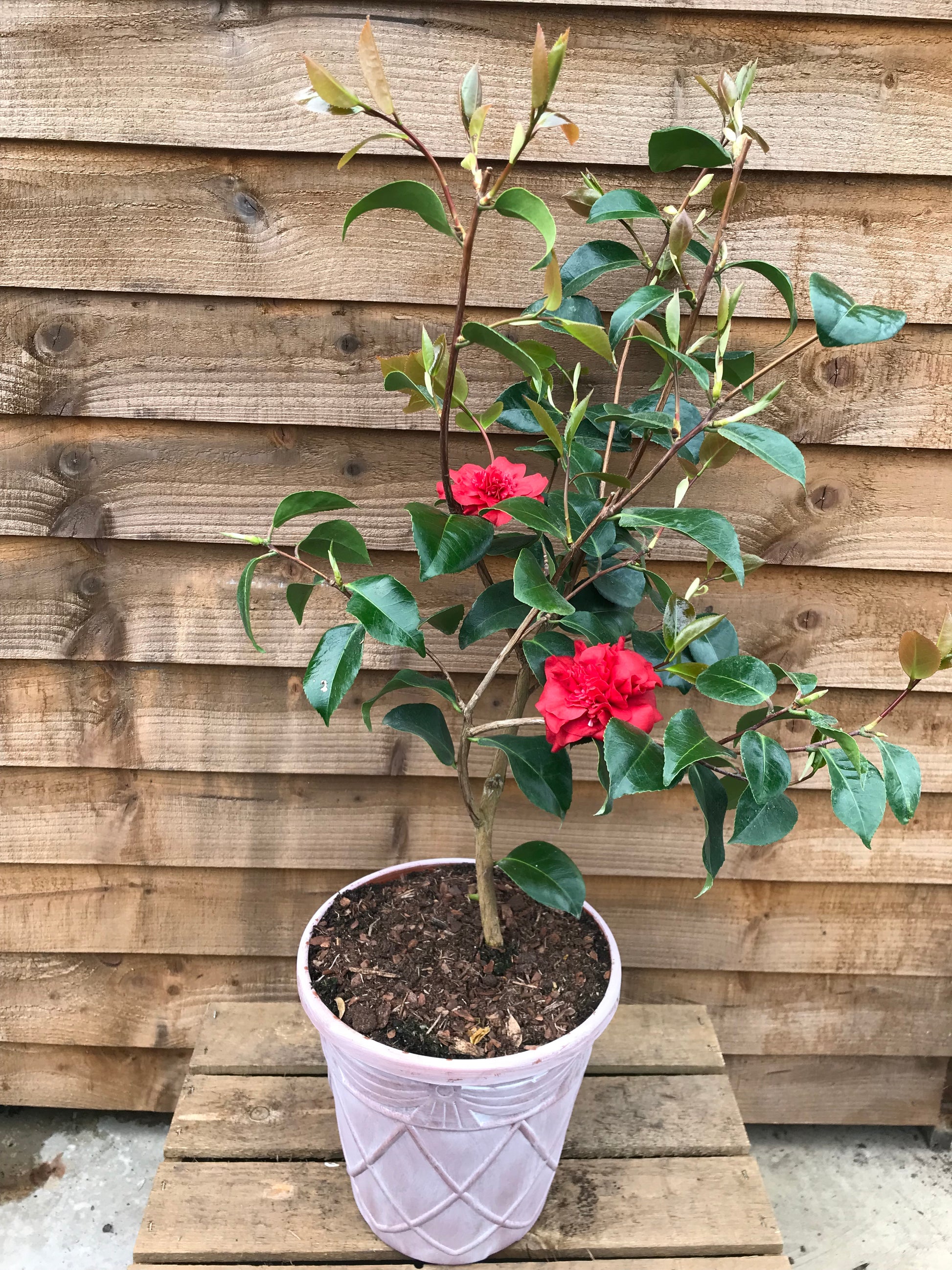 flowering potted camellia ruby wedding plant