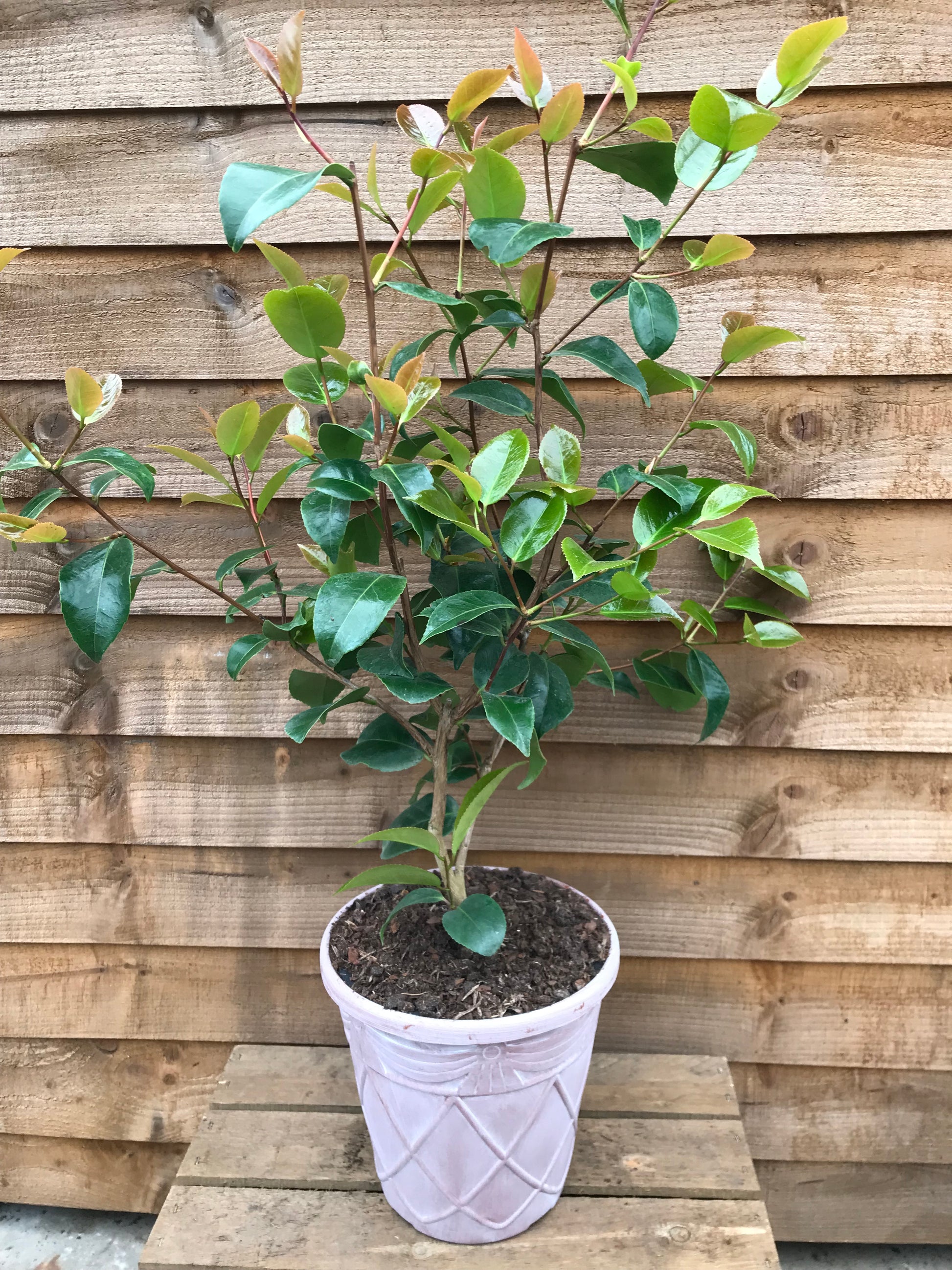 potted camellia ruby wedding plant