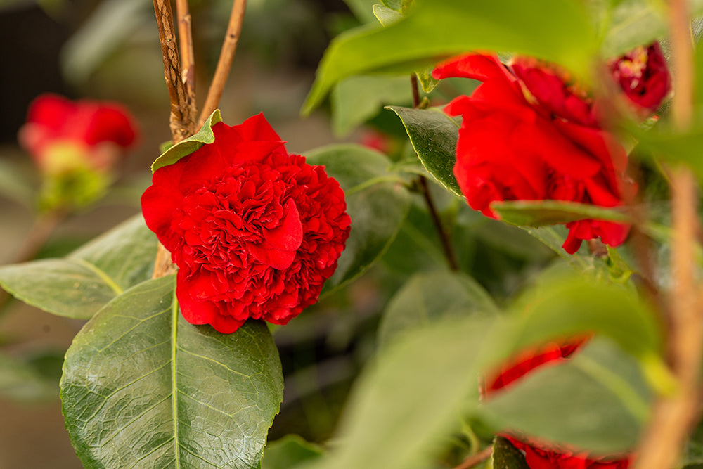 flowers on camellia ruby wedding plant