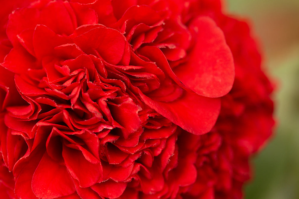 red petals on camellia ruby wedding flower