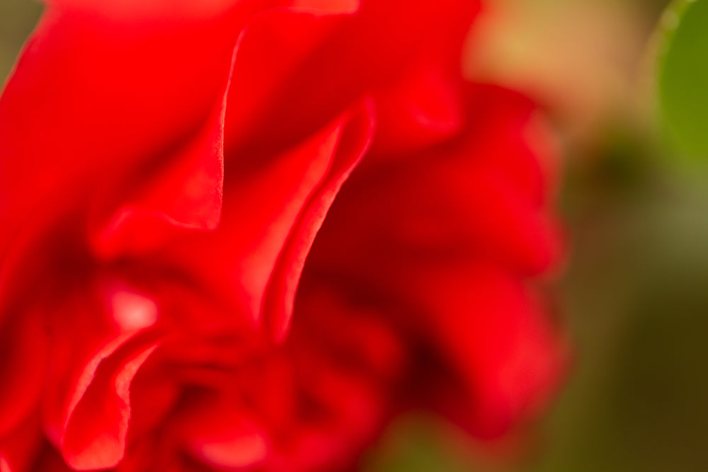 red petals on camellia ruby wedding plant