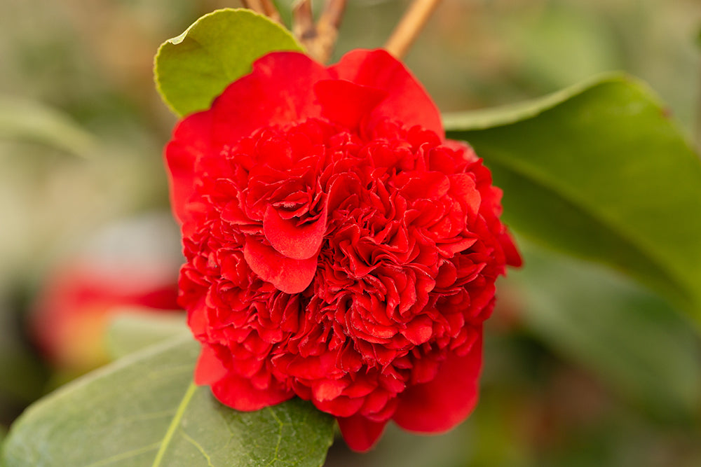 flowers on camellia ruby wedding plant