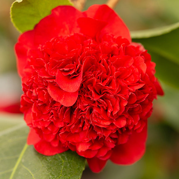 Camellia Wedding Flowers