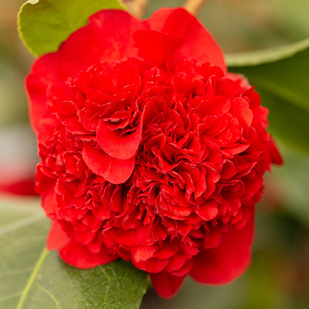 red camellia ruby wedding flowers