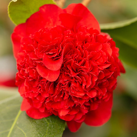 red camellia ruby wedding flowers
