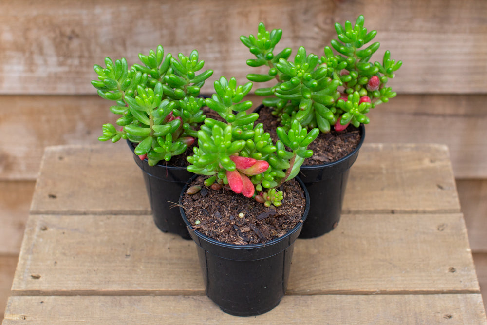 Sedum Rubrotinctum Jelly Bean Plant