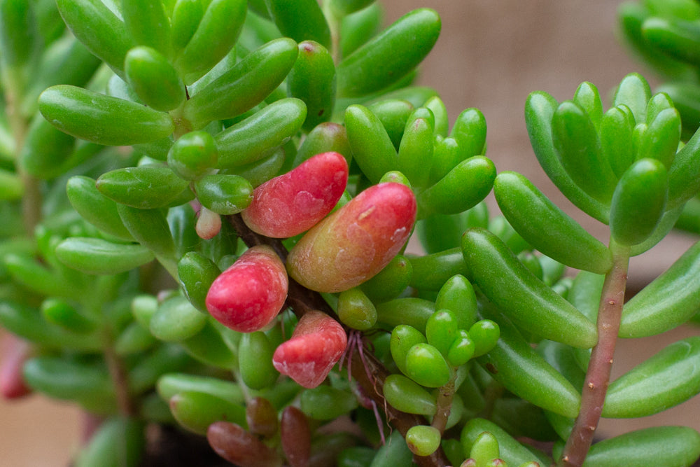 Sedum Rubrotinctum Jelly Bean Plant