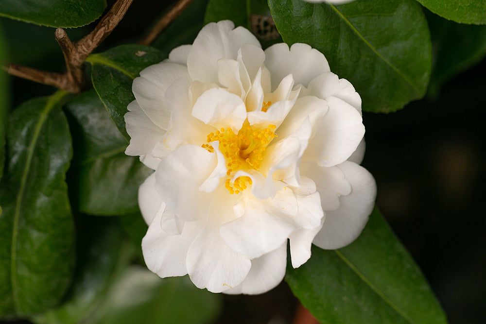 White Camellia Silver Anniversary Bloom