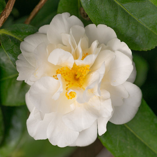 Camellia Silver Anniversary Flower