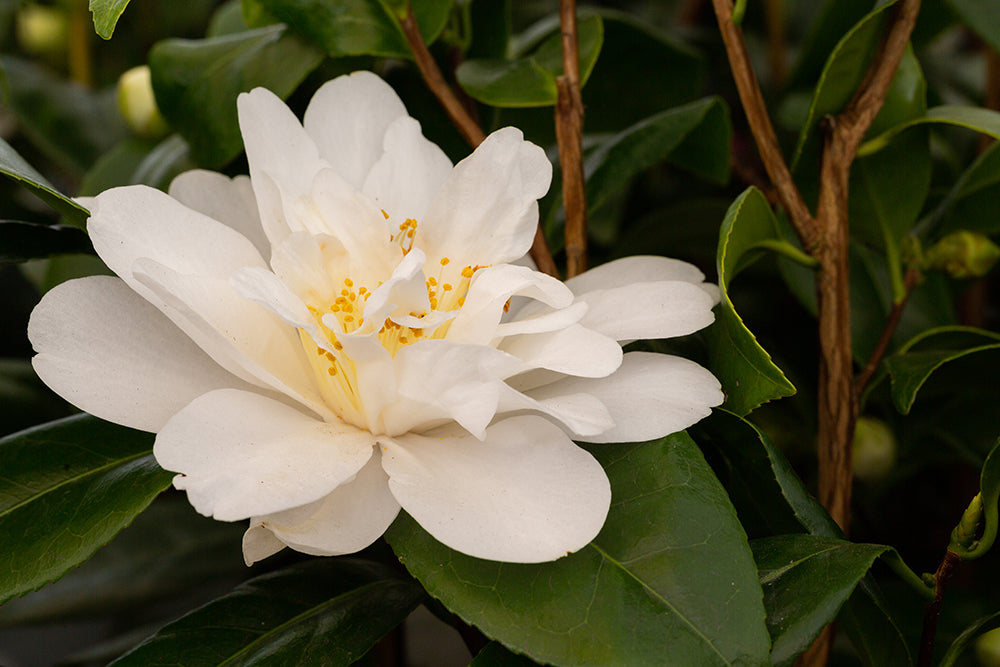 Camellia Silver Anniversary Plant