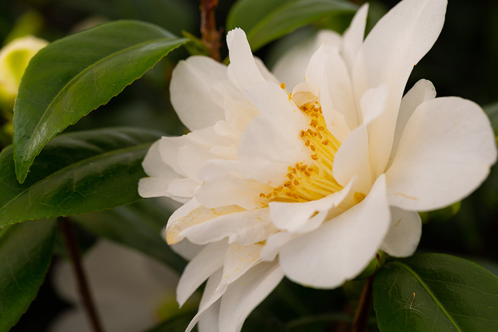 White Camellia Silver Anniversary Flower