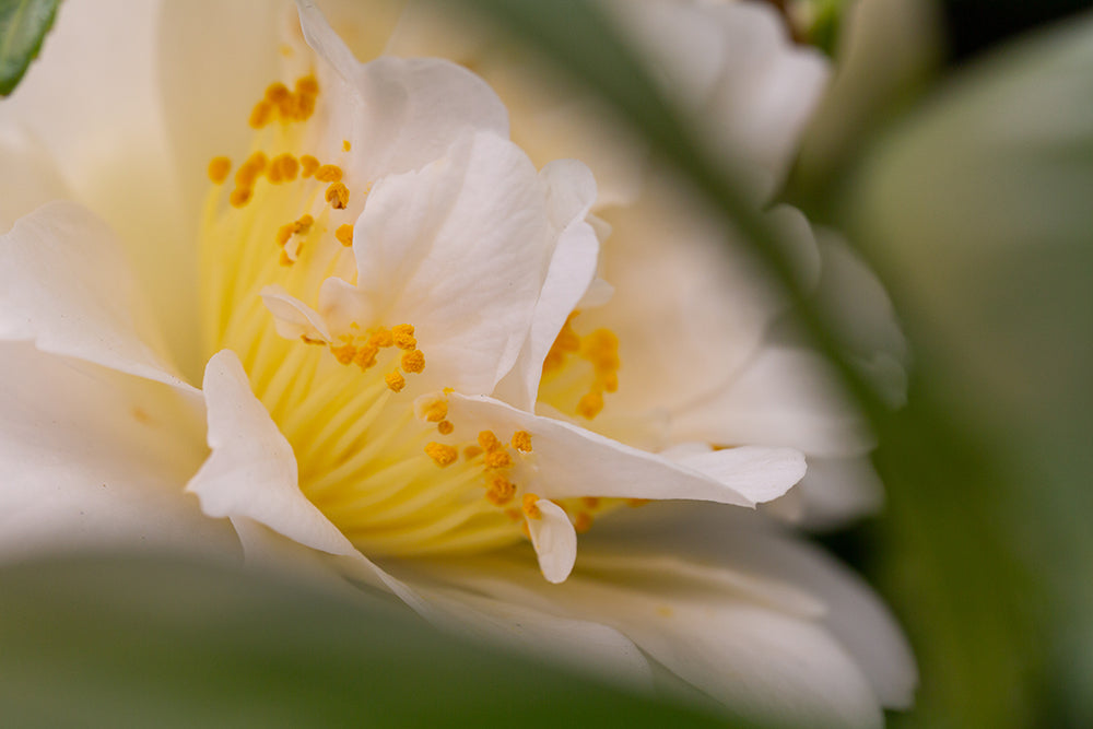 Petals on Camellia Silver Anniversary