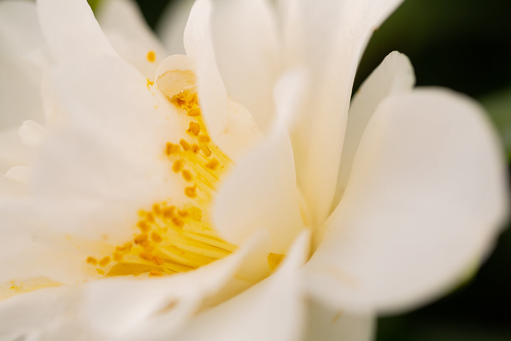 White Flower on Camellia Silver Anniversary