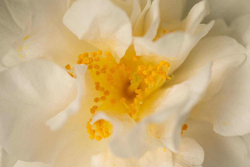 Golden Stamen in Camellia Silver Anniversary Flower