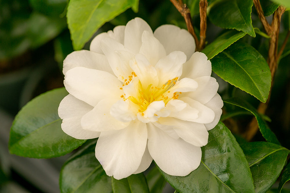 White Camellia Silver Anniversary Flower and Leaves