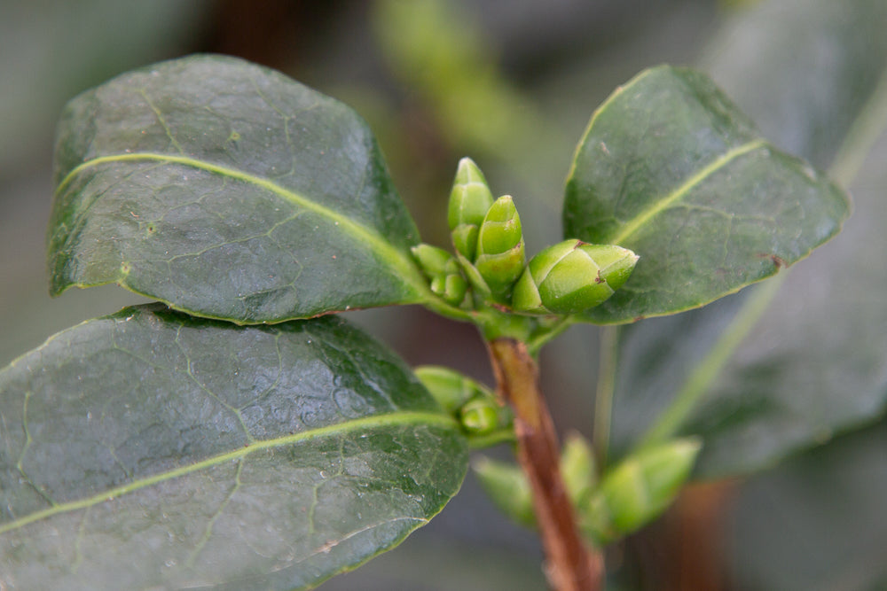 Buds on Camellia Silver Anniversary