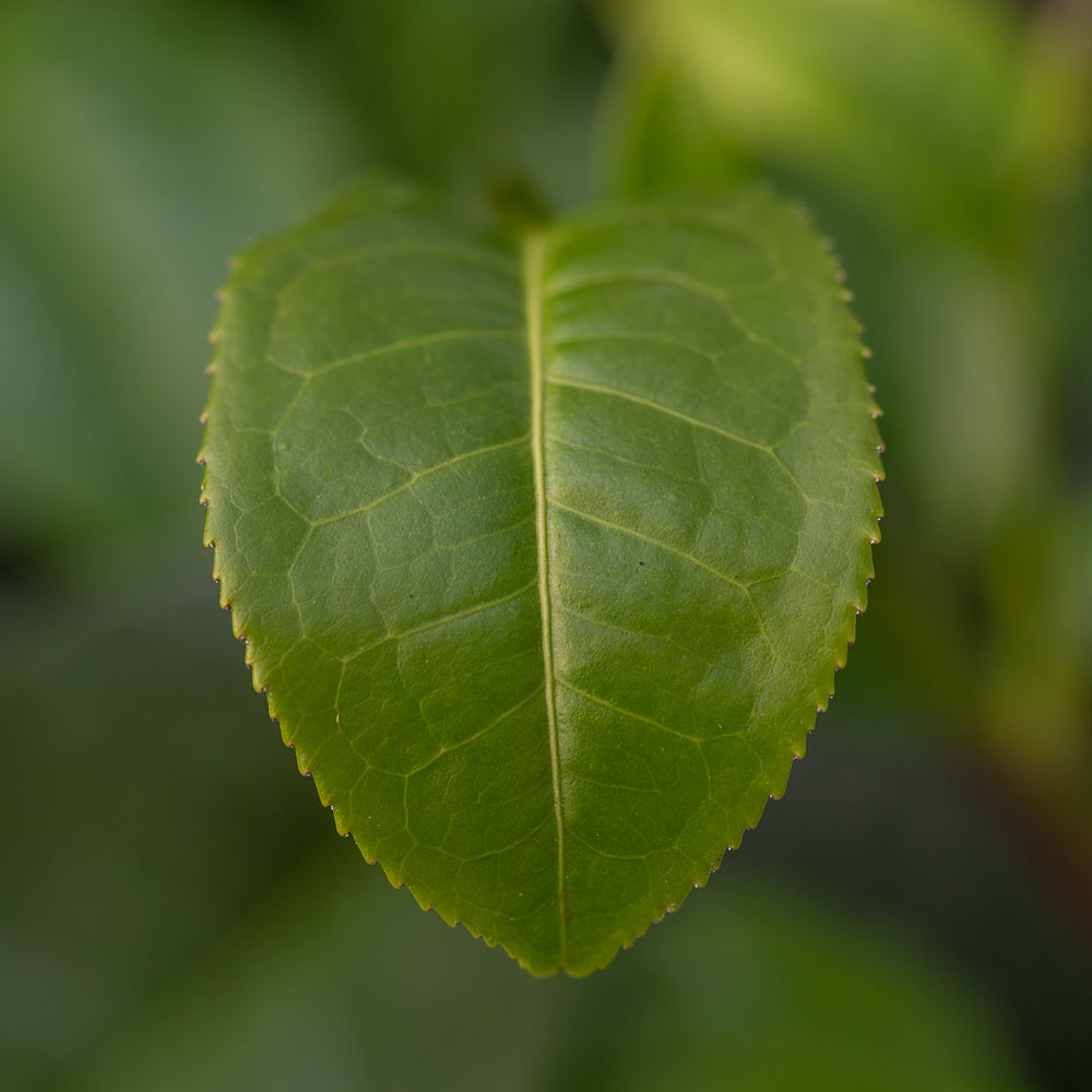 Camellia sinensis var assamica leaf