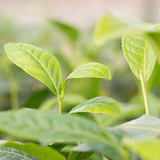 Camellia sinensis var assamica leaves