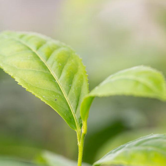 Close up of tea camellia leaf