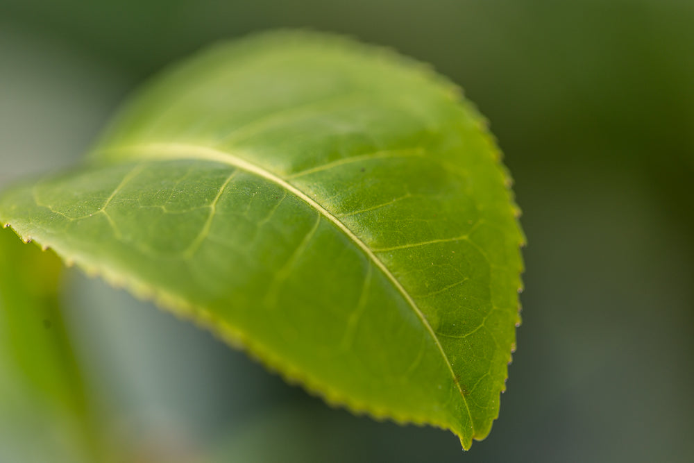 Single camellia sinensis var assamica leaf