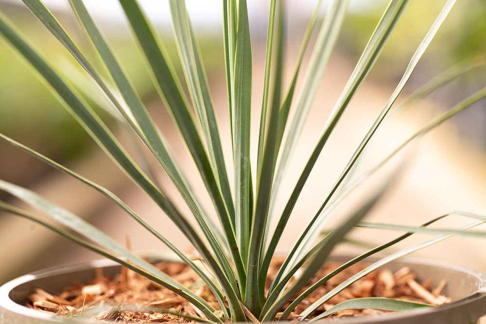 Beaked Yucca Leaves in Pot
