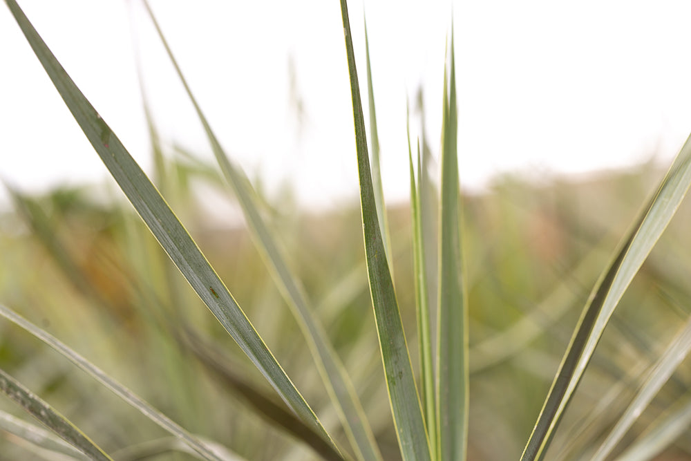 Leaves on a Beaked Yucca Plant
